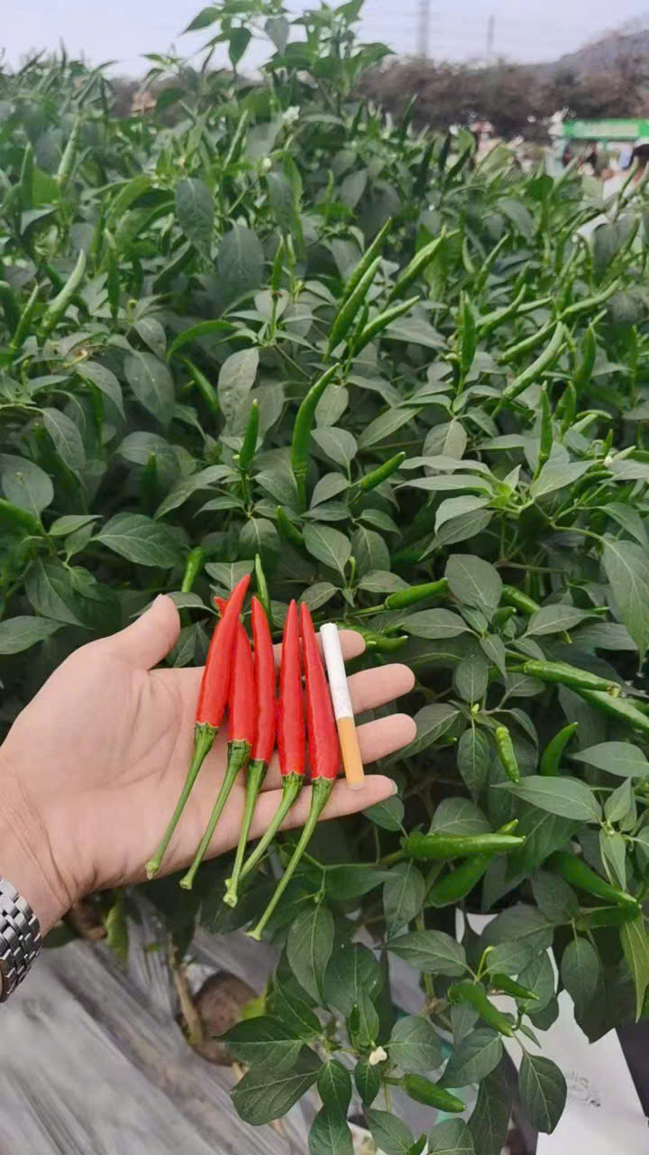 Hạt giống ớt chỉ thiên GCD 11111